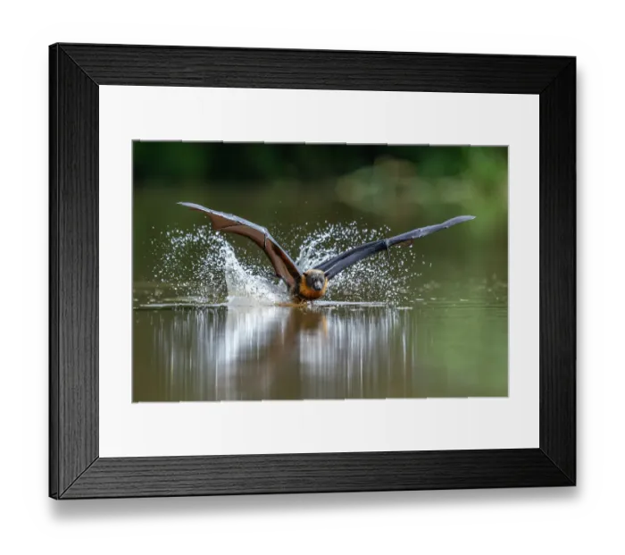 Framed Print : Grey-headed flying-fox (Pteropus poliocephalus) taking a high-speed belly dip into water to cool down and drink,
Myuna Wetlands, Doveton, Victoria, Australia Framed Print : Grey-headed flying-fox (Pteropus poliocephalus) taking a high-speed belly dip into water to cool down and drink,
Myuna Wetlands, Doveton, Victoria, Australia
