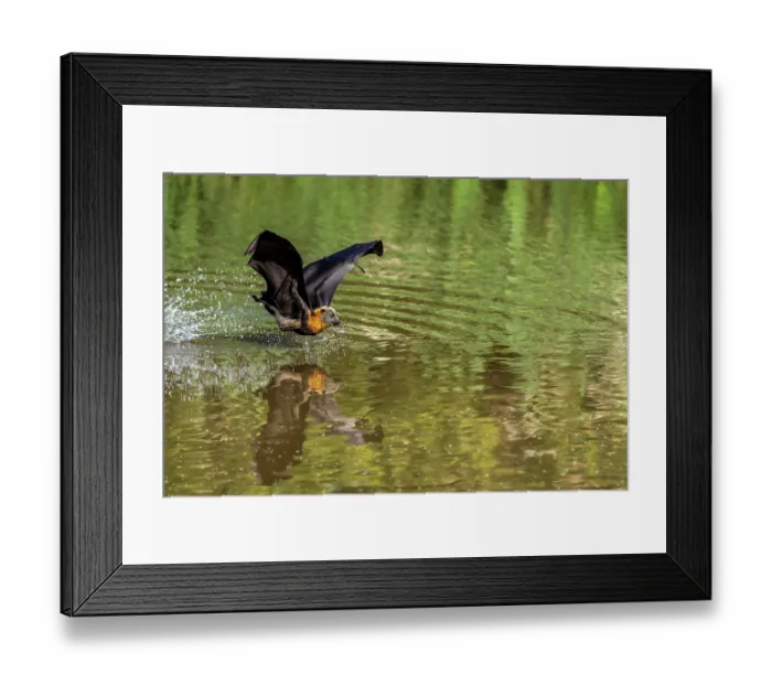 Framed Print : Grey-headed flying-fox (Pteropus poliocephalus) taking a high-speed belly dip into water to cool down and drink,
Myuna Wetlands, Doveton, Victoria, Australia Framed Print : Grey-headed flying-fox (Pteropus poliocephalus) taking a high-speed belly dip into water to cool down and drink,
Myuna Wetlands, Doveton, Victoria, Australia
