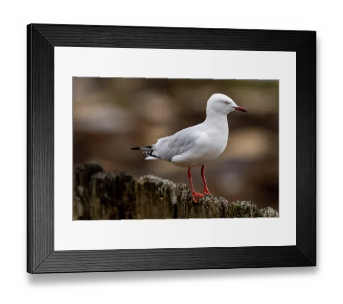 Framed Print : Silver gull (Chroicocephalus novaehollandiae) perched on wooden fence, Port Philip Bay, Sandringham, Victoria, Australia Framed Print : Silver gull (Chroicocephalus novaehollandiae) perched on wooden fence, Port Philip Bay, Sandringham, Victoria, Australia