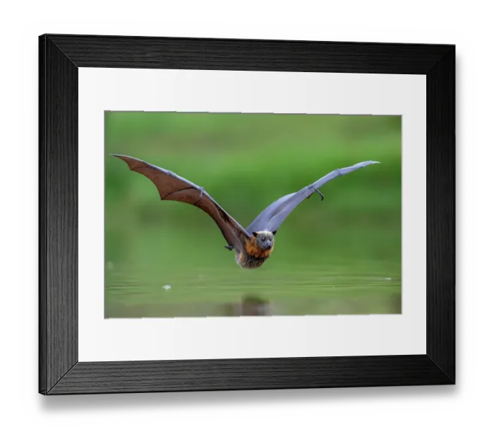Framed Print : Grey-headed flying-fox (Pteropus poliocephalus) taking a high-speed belly dip into water to cool down and drink,  Myuna Wetlands, Doveton, Victoria, Australia