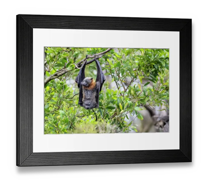 Framed Print : Grey-headed flying-fox (Pteropus poliocephalus) hanging in tree urinating, Myuna Wetlands, Doveton, Victoria, Australia Framed Print : Grey-headed flying-fox (Pteropus poliocephalus) hanging in tree urinating, Myuna Wetlands, Doveton, Victoria, Australia