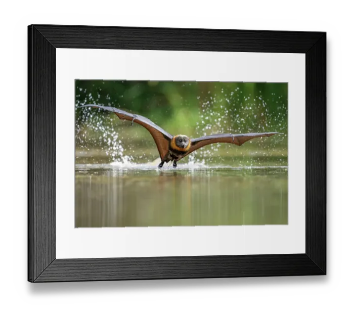Framed Print : Grey-headed flying-fox (Pteropus poliocephalus) taking a high-speed belly dip into water to cool down and drink,
Myuna Wetlands, Doveton, Victoria, Australia Framed Print : Grey-headed flying-fox (Pteropus poliocephalus) taking a high-speed belly dip into water to cool down and drink,
Myuna Wetlands, Doveton, Victoria, Australia