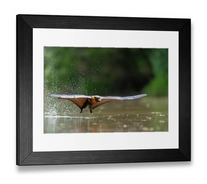 Framed Print : Grey-headed flying-fox (Pteropus poliocephalus) taking a high-speed belly dip into water to cool down and drink,  Myuna Wetlands, Doveton, Victoria, Australia