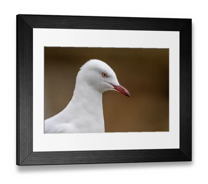 Framed Print : Silver gull (Chroicocephalus novaehollandiae) head portrait, Port Philip Bay, Sandringham, Victoria, Australia Framed Print : Silver gull (Chroicocephalus novaehollandiae) head portrait, Port Philip Bay, Sandringham, Victoria, Australia