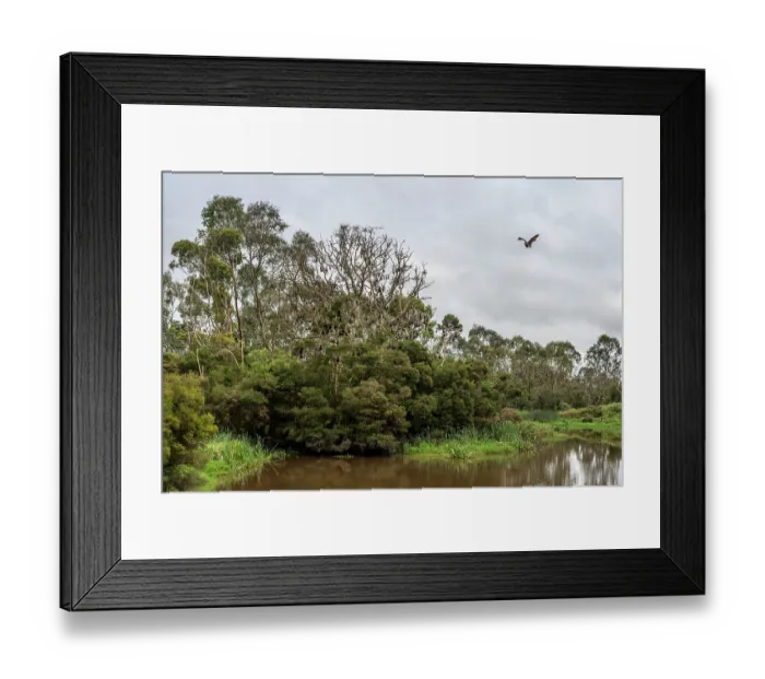 Framed Print : Grey-headed flying-fox (Pteropus poliocephalus) in flight carrying a pup with colony roosting in trees behind, Myuna Wetlands, Doveton, Victoria, Australia Framed Print : Grey-headed flying-fox (Pteropus poliocephalus) in flight carrying a pup with colony roosting in trees behind, Myuna Wetlands, Doveton, Victoria, Australia