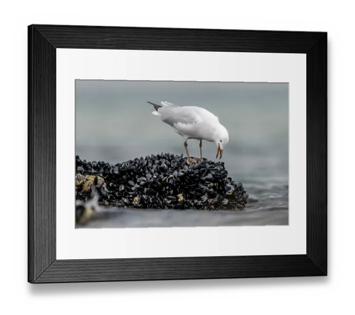 Framed Print : Silver gull (Chroicocephalus novaehollandiae) juvenile, feeding on mussels on intertidal rocks, Port Philip Bay, Sandringham, Victoria, Australia Framed Print : Silver gull (Chroicocephalus novaehollandiae) juvenile, feeding on mussels on intertidal rocks, Port Philip Bay, Sandringham, Victoria, Australia