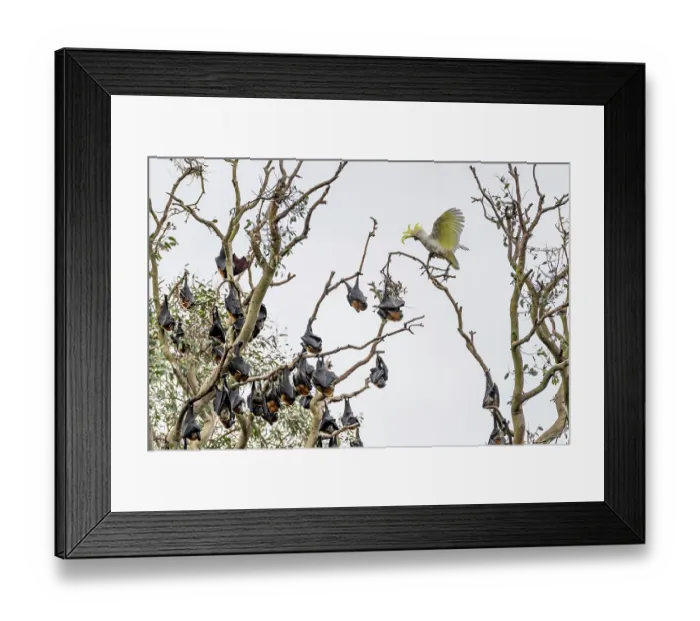 Framed Print : Sulphur-crested cockatoo (Cacatua galerita) squawking at Grey-headed flying-fox (Pteropus poliocephalus) colony roosting in tree, Myuna Wetlands, Doveton, Victoria, Australia Framed Print : Sulphur-crested cockatoo (Cacatua galerita) squawking at Grey-headed flying-fox (Pteropus poliocephalus) colony roosting in tree, Myuna Wetlands, Doveton, Victoria, Australia