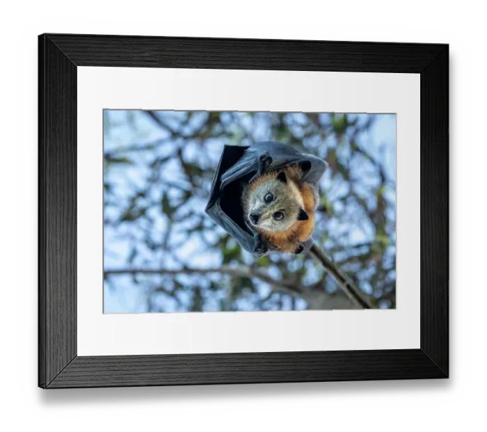 Framed Print : Grey-headed flying-fox (Pteropus poliocephalus) hanging in a tree looking down, Myuna Wetlands, Doveton, Victoria, Australia Framed Print : Grey-headed flying-fox (Pteropus poliocephalus) hanging in a tree looking down, Myuna Wetlands, Doveton, Victoria, Australia