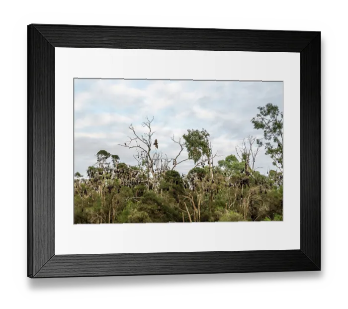 Framed Print : Grey-headed flying-fox (Pteropus poliocephalus) colony roosting in trees, Myuna Wetlands, Doveton, Victoria, Australia Framed Print : Grey-headed flying-fox (Pteropus poliocephalus) colony roosting in trees, Myuna Wetlands, Doveton, Victoria, Australia