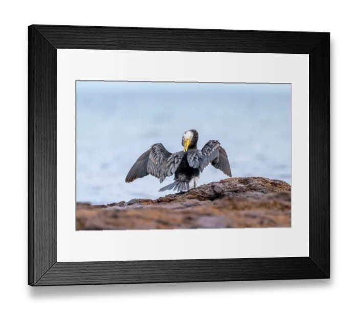 Framed Print : Little pied cormorant (Microcarbo melanoleucos) preening on intertidal rocks, Sandringham, Victoria, Australia Framed Print : Little pied cormorant (Microcarbo melanoleucos) preening on intertidal rocks, Sandringham, Victoria, Australia