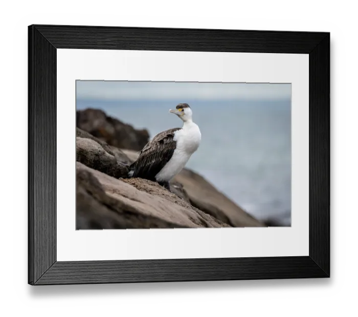 Framed Print : Australian pied cormorant (Phalacrocorax varius) standing on coastal rocks, Sandringham, Victoria, Australia Framed Print : Australian pied cormorant (Phalacrocorax varius) standing on coastal rocks, Sandringham, Victoria, Australia