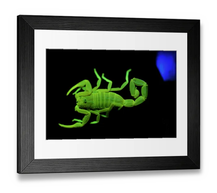 Framed Print : Scorpion (Pandinus sp.) fluorescing under ultraviolet light Framed Print : Scorpion (Pandinus sp.) fluorescing under ultraviolet light