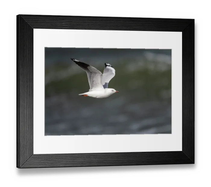 Framed Print : Silver gull (Chroicocephalus novaehollandiae) in flight, Port Philip Bay, Sandringham, Victoria, Australia Framed Print : Silver gull (Chroicocephalus novaehollandiae) in flight, Port Philip Bay, Sandringham, Victoria, Australia