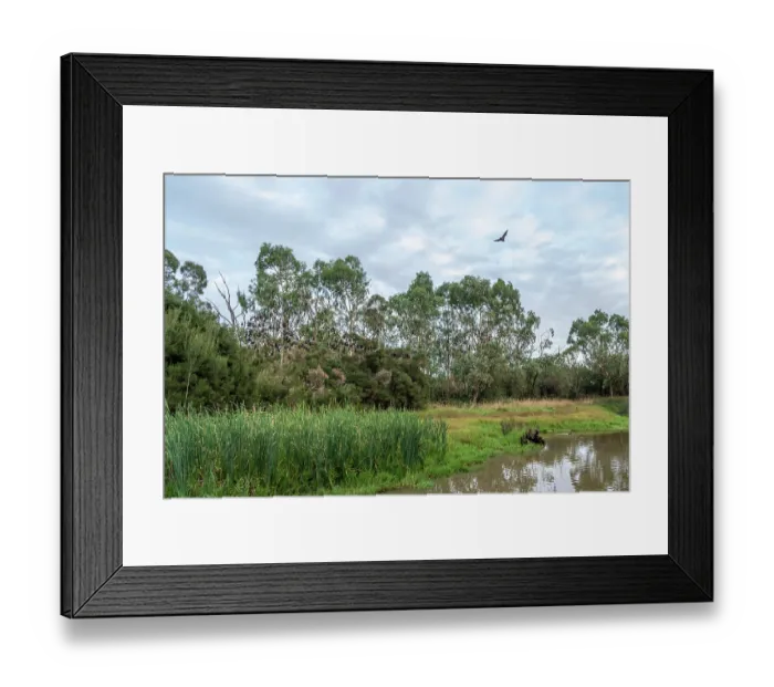 Framed Print : Grey-headed flying-fox (Pteropus poliocephalus) in flight above wetlands with colony roosting in trees behind, Myuna Wetlands, Doveton, Victoria, Australia Framed Print : Grey-headed flying-fox (Pteropus poliocephalus) in flight above wetlands with colony roosting in trees behind, Myuna Wetlands, Doveton, Victoria, Australia