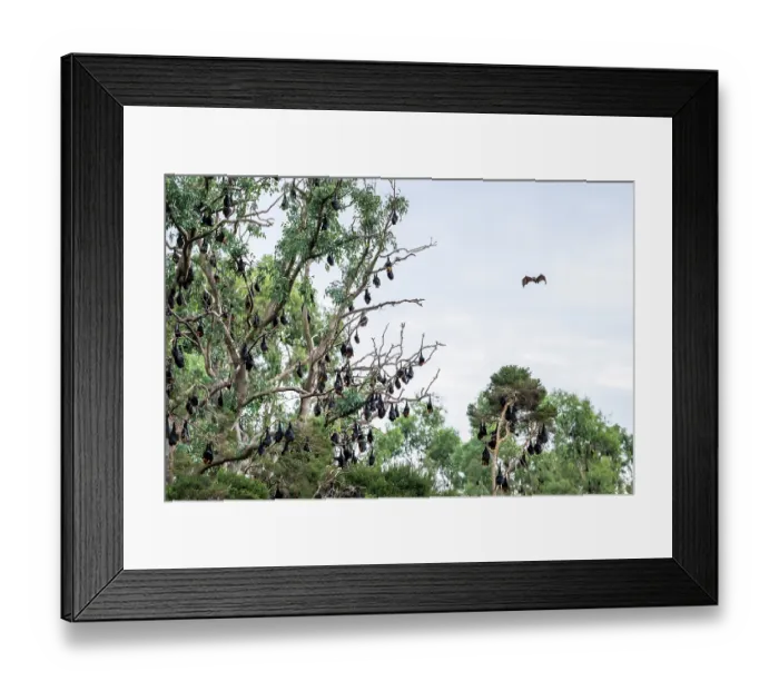 Framed Print : Grey-headed flying-fox (Pteropus poliocephalus) colony roosting in trees, Myuna Wetlands, Doveton, Victoria, Australia Framed Print : Grey-headed flying-fox (Pteropus poliocephalus) colony roosting in trees, Myuna Wetlands, Doveton, Victoria, Australia