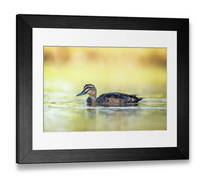 Framed Print : Pacific black duck (Anas superciliosa) on water in evening sunlight, Myuna wetlands, Dovetone, Victoria, Australia Framed Print : Pacific black duck (Anas superciliosa) on water in evening sunlight, Myuna wetlands, Dovetone, Victoria, Australia