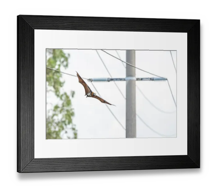 Framed Print : Grey-headed flying-fox (Pteropus poliocephalus) flying past power lines, Myuna Wetlands, Doveton, Victoria, Australia Framed Print : Grey-headed flying-fox (Pteropus poliocephalus) flying past power lines, Myuna Wetlands, Doveton, Victoria, Australia