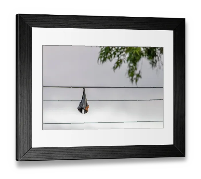 Framed Print : Dead Grey-headed flying-fox (Pteropus poliocephalus) female, killed by electrocution, hanging on a suburban overhead power line, Elsternwick, Victoria, Australia Framed Print : Dead Grey-headed flying-fox (Pteropus poliocephalus) female, killed by electrocution, hanging on a suburban overhead power line, Elsternwick, Victoria, Australia