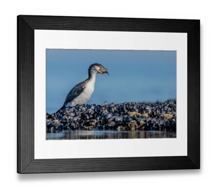 Framed Print : Little pied cormorant (Microcarbo melanoleucos) standing on intertidal rocks, feeding on fish, Port Philip Bay shoreline, Sandringham, Victoria, Australia Framed Print : Little pied cormorant (Microcarbo melanoleucos) standing on intertidal rocks, feeding on fish, Port Philip Bay shoreline, Sandringham, Victoria, Australia