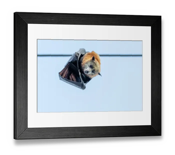 Framed Print : Dead Grey-headed flying-fox (Pteropus poliocephalus) female, killed by electrocution, hanging on a suburban overhead power line, Elsternwick, Victoria, Australia Framed Print : Dead Grey-headed flying-fox (Pteropus poliocephalus) female, killed by electrocution, hanging on a suburban overhead power line, Elsternwick, Victoria, Australia