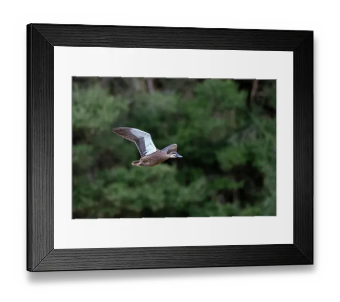 Framed Print : Pacific black duck (Anas superciliosa) in flight, Myuna wetlands, Dovetone, Victoria, Australia Framed Print : Pacific black duck (Anas superciliosa) in flight, Myuna wetlands, Dovetone, Victoria, Australia