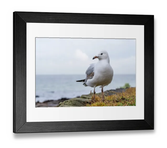 Framed Print : Silver gull (Chroicocephalus novaehollandiae) juvenile, standing on sea wall, Port Philip Bay, Sandringham, Victoria, Australia Framed Print : Silver gull (Chroicocephalus novaehollandiae) juvenile, standing on sea wall, Port Philip Bay, Sandringham, Victoria, Australia