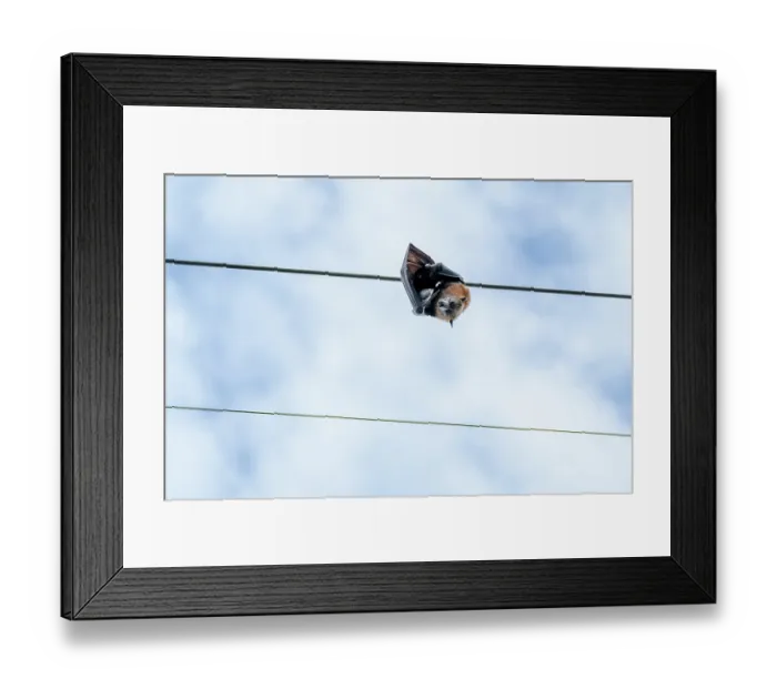 Framed Print : Dead Grey-headed flying-fox (Pteropus poliocephalus) female, killed by electrocution, hanging on a suburban overhead power line, Elsternwick, Victoria, Australia Framed Print : Dead Grey-headed flying-fox (Pteropus poliocephalus) female, killed by electrocution, hanging on a suburban overhead power line, Elsternwick, Victoria, Australia