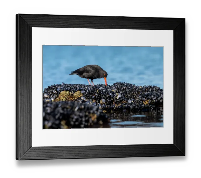Framed Print : Sooty oystercatcher (Haematopus fuliginosus) foraging among intertidal rocks, Port Philip Bay shoreline, Sandringham, Victoria, Australia Framed Print : Sooty oystercatcher (Haematopus fuliginosus) foraging among intertidal rocks, Port Philip Bay shoreline, Sandringham, Victoria, Australia