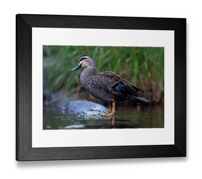 Framed Print : Pacific black duck (Anas superciliosa) standing on a rock in river, Yarra River, Warburton, Victoria, Australia Framed Print : Pacific black duck (Anas superciliosa) standing on a rock in river, Yarra River, Warburton, Victoria, Australia