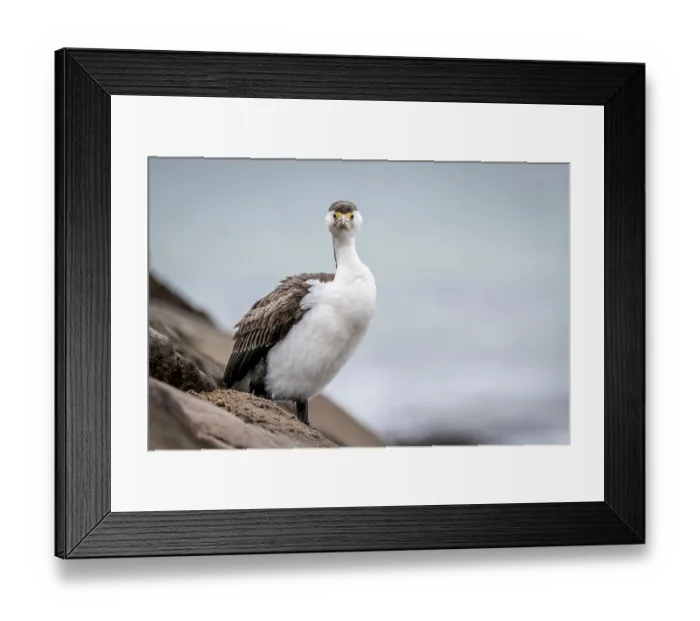Framed Print : Australian pied cormorant (Phalacrocorax varius) standing on coastal rocks, Sandringham, Victoria, Australia Framed Print : Australian pied cormorant (Phalacrocorax varius) standing on coastal rocks, Sandringham, Victoria, Australia