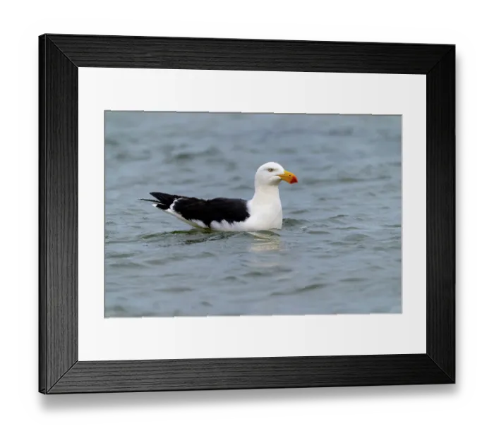 Framed Print : Pacific gull (Larus pacificus) on water, Sandringham, Victoria, Australia Framed Print : Pacific gull (Larus pacificus) on water, Sandringham, Victoria, Australia