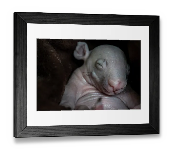 Framed Print : Bare-nosed wombat (Vombatus ursinus)
rescued infant aged 4 months, sleeping in a home made pouch, Black Rock Animal Shelter, Black Rock, Victoria, Australia.
June, 2023 Framed Print : Bare-nosed wombat (Vombatus ursinus)
rescued infant aged 4 months, sleeping in a home made pouch, Black Rock Animal Shelter, Black Rock, Victoria, Australia.
June, 2023