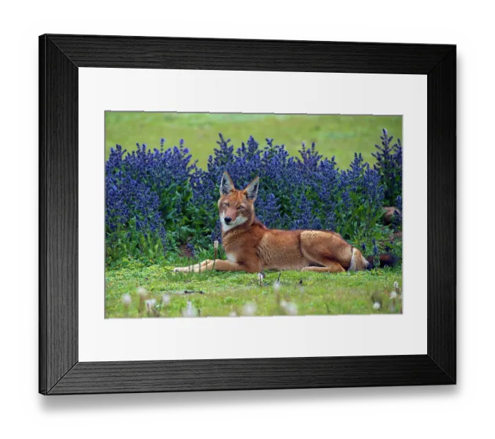 Framed Print : Ethiopian wolf (Canis simensis) resting on grass with flowering Rift Valley sage (Salvia merjamie) behind, Bale Mountains National Park, Ethiopia Framed Print : Ethiopian wolf (Canis simensis) resting on grass with flowering Rift Valley sage (Salvia merjamie) behind, Bale Mountains National Park, Ethiopia