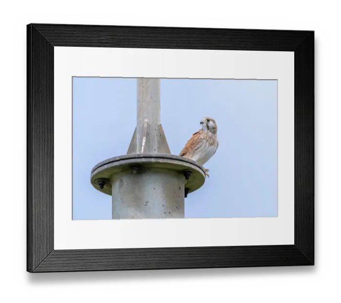 Framed Print : Nankeen kestrel (Falco cenchroides) perched on a metal pole, Sandringham, Victoria, Australia Framed Print : Nankeen kestrel (Falco cenchroides) perched on a metal pole, Sandringham, Victoria, Australia