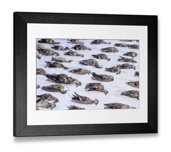 Framed Print : As part of an annual protest against Victoria's duck season, rows of illegally shot threatened species, protected species Framed Print : As part of an annual protest against Victoria's duck season, rows of illegally shot threatened species, protected species