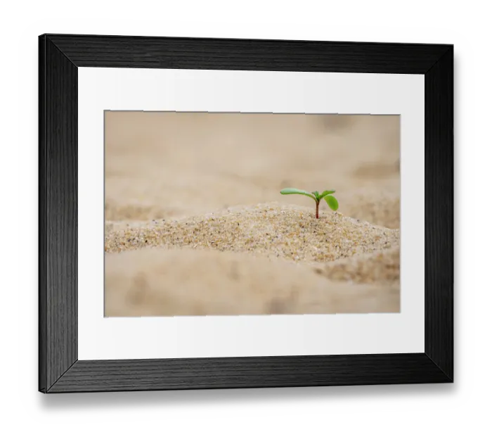 Framed Print : Common boobialla (Myoporum insulare) seedling sprouting from sandy beach, Sandringham, Victoria, Australia Framed Print : Common boobialla (Myoporum insulare) seedling sprouting from sandy beach, Sandringham, Victoria, Australia