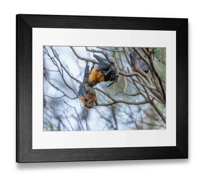 Framed Print : Grey-headed flying-fox (Pteropus poliocephalus) male licking female's genitals, Myuna wetlands, Doveton, Victoria, Australia Framed Print : Grey-headed flying-fox (Pteropus poliocephalus) male licking female's genitals, Myuna wetlands, Doveton, Victoria, Australia