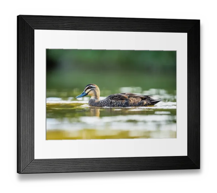 Framed Print : Pacific black duck (Anas superciliosa) on water, Myuna wetlands, Dovetone, Victoria, Australia Framed Print : Pacific black duck (Anas superciliosa) on water, Myuna wetlands, Dovetone, Victoria, Australia