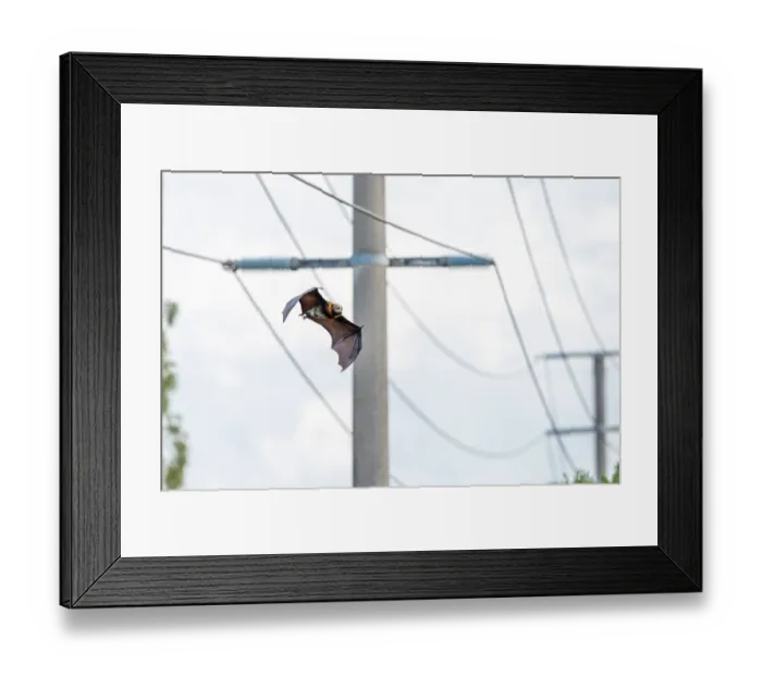 Framed Print : Grey-headed flying-fox (Pteropus poliocephalus) flying past power lines, Myuna Wetlands, Doveton, Victoria, Australia Framed Print : Grey-headed flying-fox (Pteropus poliocephalus) flying past power lines, Myuna Wetlands, Doveton, Victoria, Australia