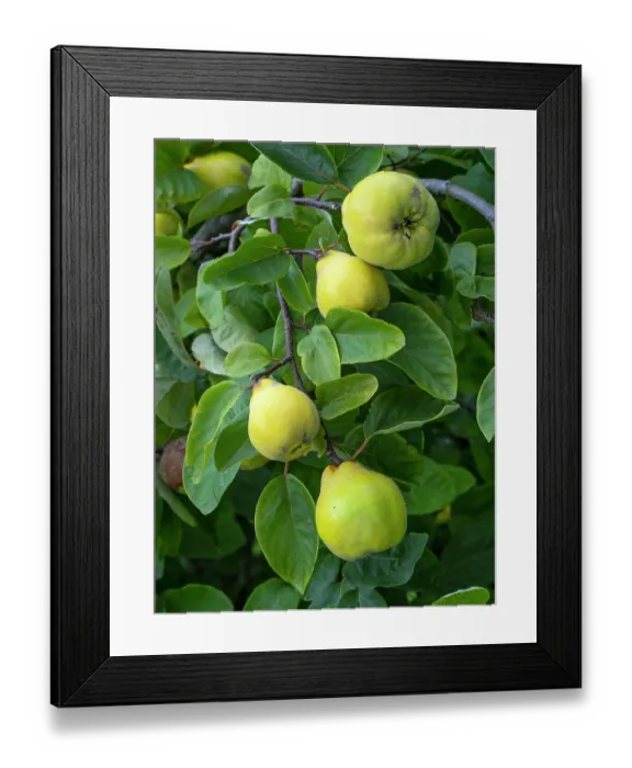 Framed Print : Ludovic quince (Cydonia oblonga) fruit on tree. September Framed Print : Ludovic quince (Cydonia oblonga) fruit on tree. September