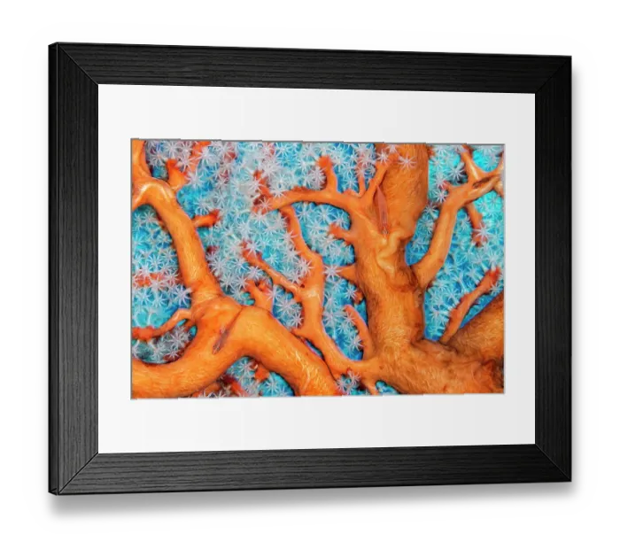 Framed Print : Three Common ghostgobies (Pleurosicya mossambica) camouflaged on a Gorgonian sea fan (Euplexaura sp.), Lembah Strait, Molucca Sea, North Sulawesi Framed Print : Three Common ghostgobies (Pleurosicya mossambica) camouflaged on a Gorgonian sea fan (Euplexaura sp.), Lembah Strait, Molucca Sea, North Sulawesi