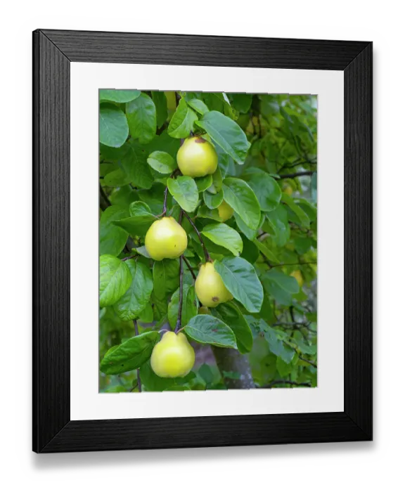 Framed Print : Ludovic quince (Cydonia oblonga) fruit on tree. September Framed Print : Ludovic quince (Cydonia oblonga) fruit on tree. September