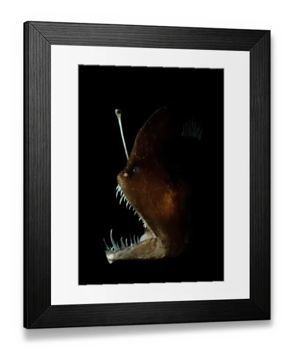Framed Print : Murrays abyssal anglerfish (Melanocetus murrayi) head portrait, showing bioluminescent esca used to attract prey Framed Print : Murrays abyssal anglerfish (Melanocetus murrayi) head portrait, showing bioluminescent esca used to attract prey
