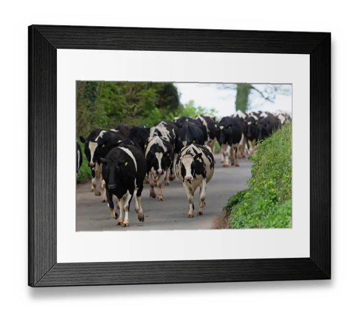Framed Print : Holstein Friesian cow herd walking down road during droving, Devon, UK. April Framed Print : Holstein Friesian cow herd walking down road during droving, Devon, UK. April