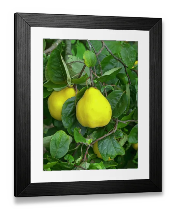 Framed Print : Ludovic quince (Cydonia oblonga) fruit on tree, October