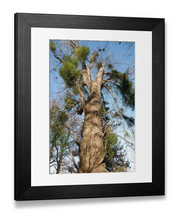 Framed Print : Mistletoe (Viscum album) parasitizing Carolina poplar (Populus x canadensis) tree, Wallington, Surrey, England. January Framed Print : Mistletoe (Viscum album) parasitizing Carolina poplar (Populus x canadensis) tree, Wallington, Surrey, England. January