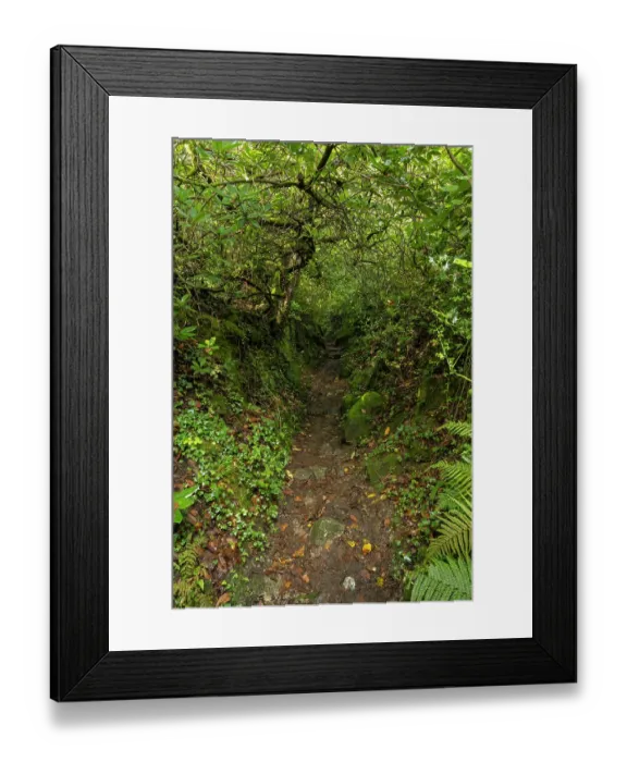 Framed Print : Holloway surrounded by temperate rainforest, Lustleigh Cleave, Dartmoor, Devon, UK. October Framed Print : Holloway surrounded by temperate rainforest, Lustleigh Cleave, Dartmoor, Devon, UK. October