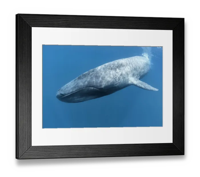 Framed Print : Pygmy blue whale (Balaenoptera musculus) at surface, before diving to forage on krill, Sri Lanka, Indian Ocean Framed Print : Pygmy blue whale (Balaenoptera musculus) at surface, before diving to forage on krill, Sri Lanka, Indian Ocean