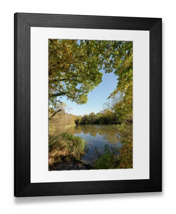 Framed Print : English oaks (Quercus robur) and reeds surrounding Cannop Ponds, Forest of Dean, Gloucestershire, UK. November Framed Print : English oaks (Quercus robur) and reeds surrounding Cannop Ponds, Forest of Dean, Gloucestershire, UK. November