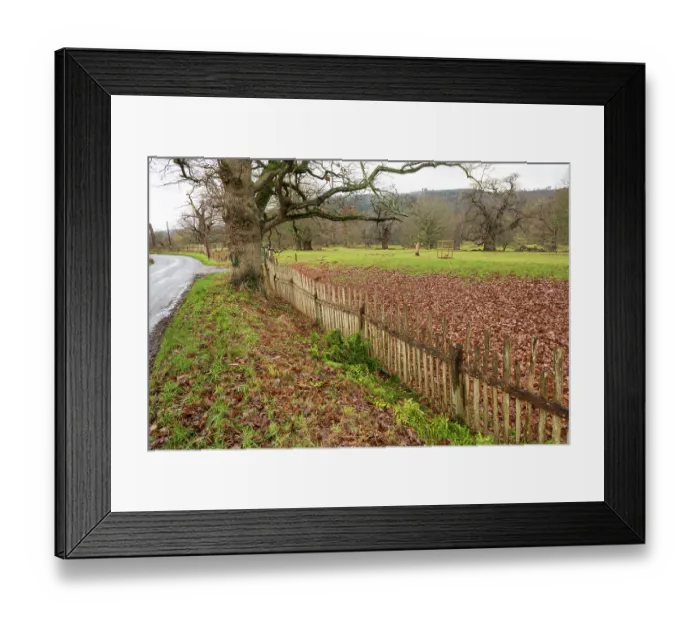 Framed Print : Park pale made up of internal ditch and a wooden fence, Moccas Park National Nature Reserve, Herefordshire, England, UK, December 2023. Fence made from cleft Oak wood Framed Print : Park pale made up of internal ditch and a wooden fence, Moccas Park National Nature Reserve, Herefordshire, England, UK, December 2023. Fence made from cleft Oak wood